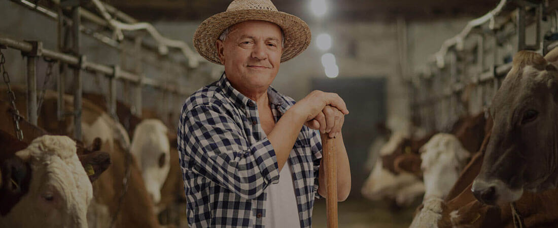 Image of cow farm with cowboy