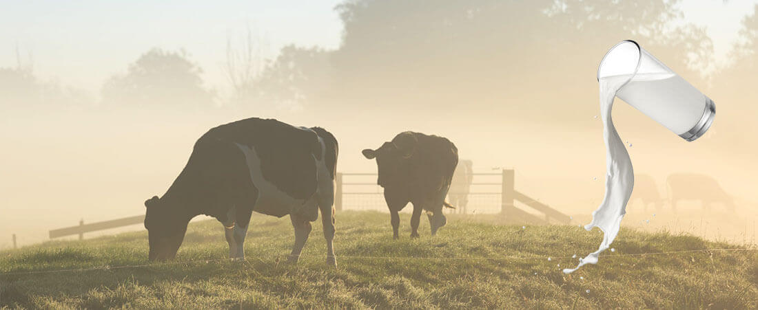 Image of field with grass and cows